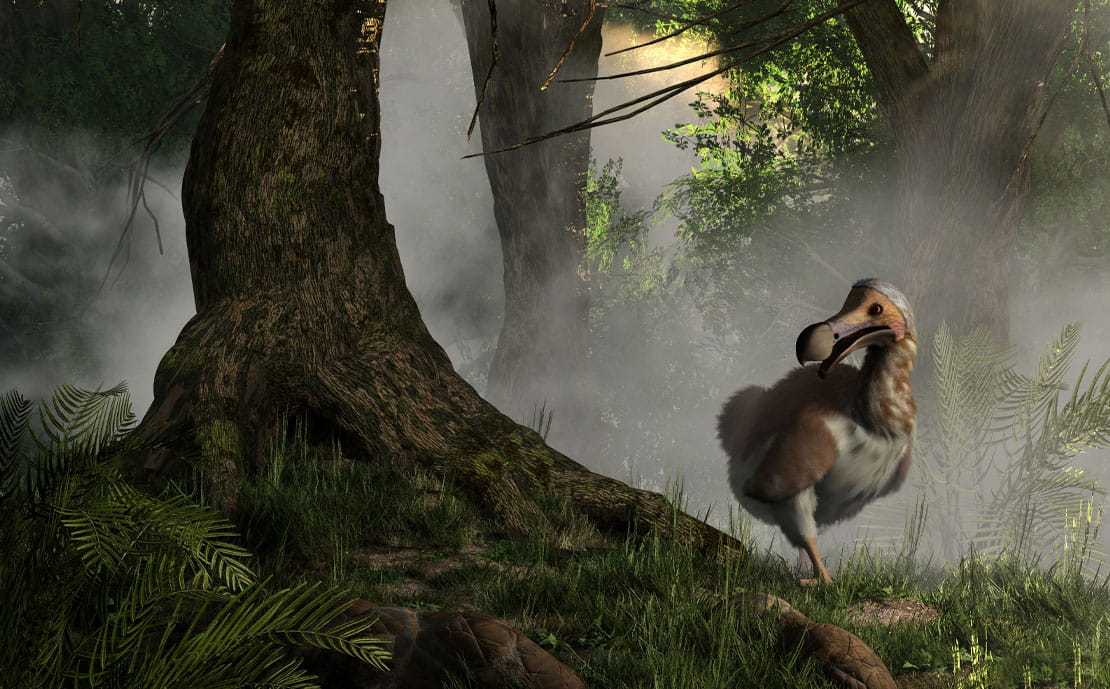 dont-be-the-next-financial-dodo